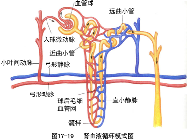 两次形成毛细血管网,即血管球和球后毛细血管网,后者渗透压高,利于重